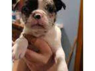 Boston Terrier Puppy for sale in Wheeling, IL, USA