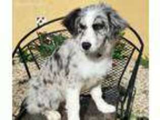 Border Collie Puppy for sale in Tolar, TX, USA