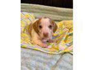 Dachshund Puppy for sale in Hope, AR, USA