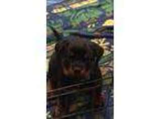 Rottweiler Puppy for sale in Nipomo, CA, USA