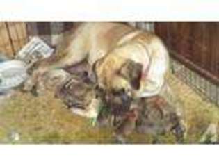Mastiff Puppy for sale in LINDLEY, NY, USA
