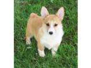 Pembroke Welsh Corgi Puppy for sale in Westminster, MD, USA