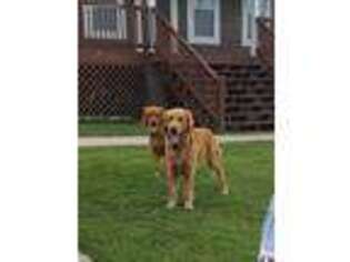 Golden Retriever Puppy for sale in Rainsville, AL, USA