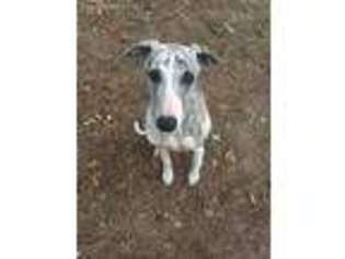 Whippet Puppy for sale in Dade City, FL, USA