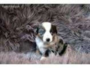 Miniature Australian Shepherd Puppy for sale in Craig, CO, USA