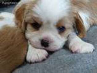 Cavalier King Charles Spaniel Puppy for sale in Hiddenite, NC, USA