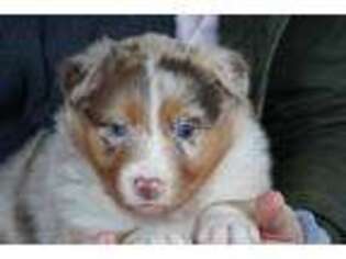 Australian Shepherd Puppy for sale in Wooster, OH, USA