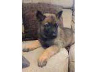 Mutt Puppy for sale in Saint Marys, PA, USA