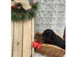 Labradoodle Puppy for sale in Rural Retreat, VA, USA