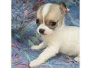Chihuahua Puppy for sale in West Plains, MO, USA