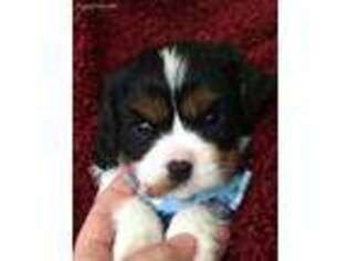 Cavalier King Charles Spaniel Puppy for sale in Chuckey, TN, USA