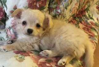 Chihuahua Puppy for sale in Waterville, ME, USA