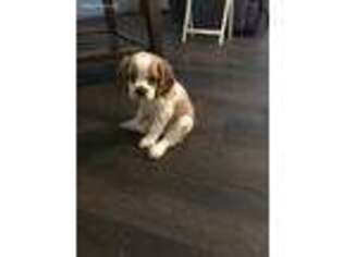 Cocker Spaniel Puppy for sale in Yantis, TX, USA