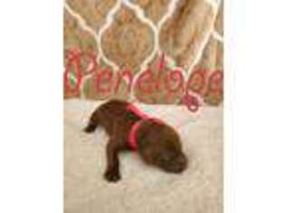 Labradoodle Puppy for sale in Prescott Valley, AZ, USA