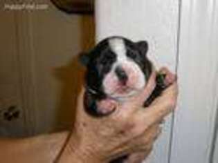 Boston Terrier Puppy for sale in Apache Junction, AZ, USA
