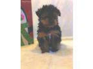 Yorkshire Terrier Puppy for sale in Gainesville, MO, USA