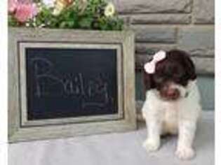 Labradoodle Puppy for sale in Arthur, IL, USA