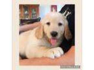 Golden Retriever Puppy for sale in Missouri City, TX, USA