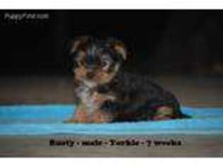 Yorkshire Terrier Puppy for sale in Monticello, KY, USA