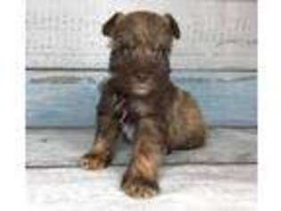 Mutt Puppy for sale in Browns Mills, NJ, USA