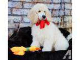 Mutt Puppy for sale in RANCHO SANTA FE, CA, USA