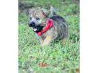 Cairn Terrier Puppy for sale in Maysville, OK, USA