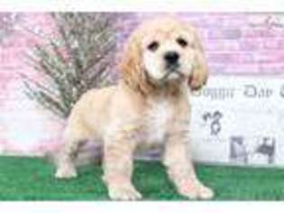 Cocker Spaniel Puppy for sale in Baltimore, MD, USA