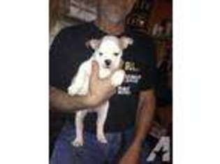 Bulldog Puppy for sale in BLACK RIVER, NY, USA