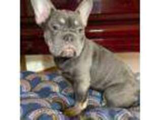 French Bulldog Puppy for sale in Alameda, CA, USA