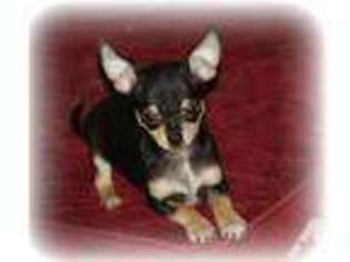 Chihuahua Puppy for sale in JAY, OK, USA