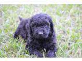 Goldendoodle Puppy for sale in LAKE CITY, FL, USA