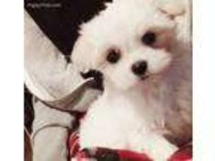 Maltese Puppy for sale in Pikesville, MD, USA