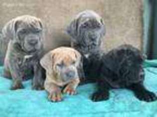 Cane Corso Puppy for sale in Gustine, CA, USA