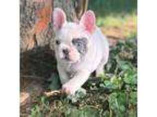 French Bulldog Puppy for sale in Morganfield, KY, USA
