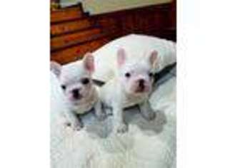 French Bulldog Puppy for sale in Carbondale, IL, USA