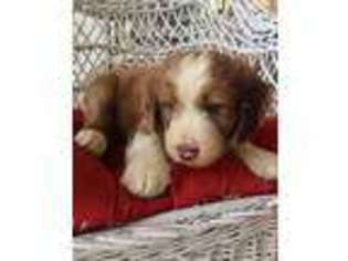 Mutt Puppy for sale in Wood Lake, MN, USA