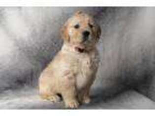 Golden Retriever Puppy for sale in Riverton, UT, USA