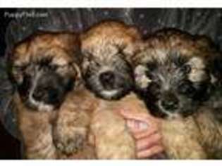 Soft Coated Wheaten Terrier Puppy for sale in High Point, NC, USA