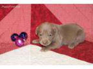 Labrador Retriever Puppy for sale in Covington, TX, USA