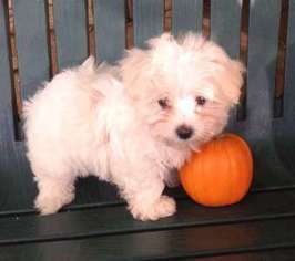 Maltese Puppy for sale in Longmont, CO, USA