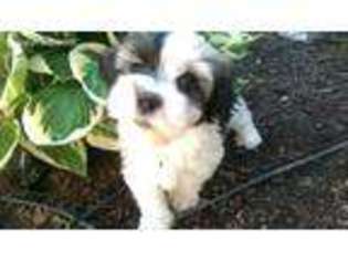 Havanese Puppy for sale in Greencastle, PA, USA