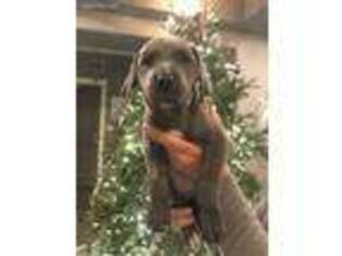 Great Dane Puppy for sale in Claremore, OK, USA
