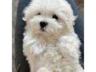 Maltese Puppy for sale in Flushing, NY, USA