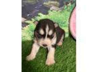 Siberian Husky Puppy for sale in Vail, IA, USA