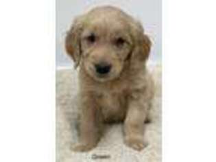 Golden Retriever Puppy for sale in Canaan, ME, USA