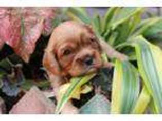 Cavalier King Charles Spaniel Puppy for sale in Bellevue, NE, USA