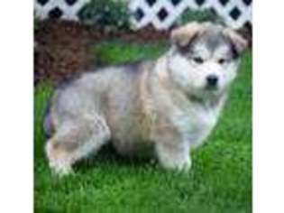 Alaskan Malamute Puppy for sale in Allenwood, PA, USA