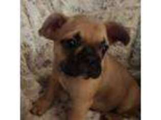 French Bulldog Puppy for sale in Midland, MI, USA