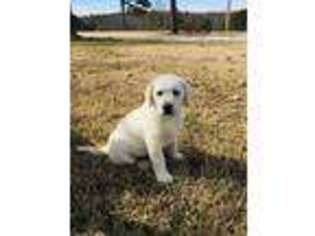 Labrador Retriever Puppy for sale in Omaha, AR, USA