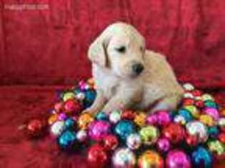 Goldendoodle Puppy for sale in New Hampton, IA, USA